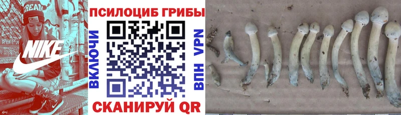 Псилоцибиновые грибы GOLDEN TEACHER что такое Таруса